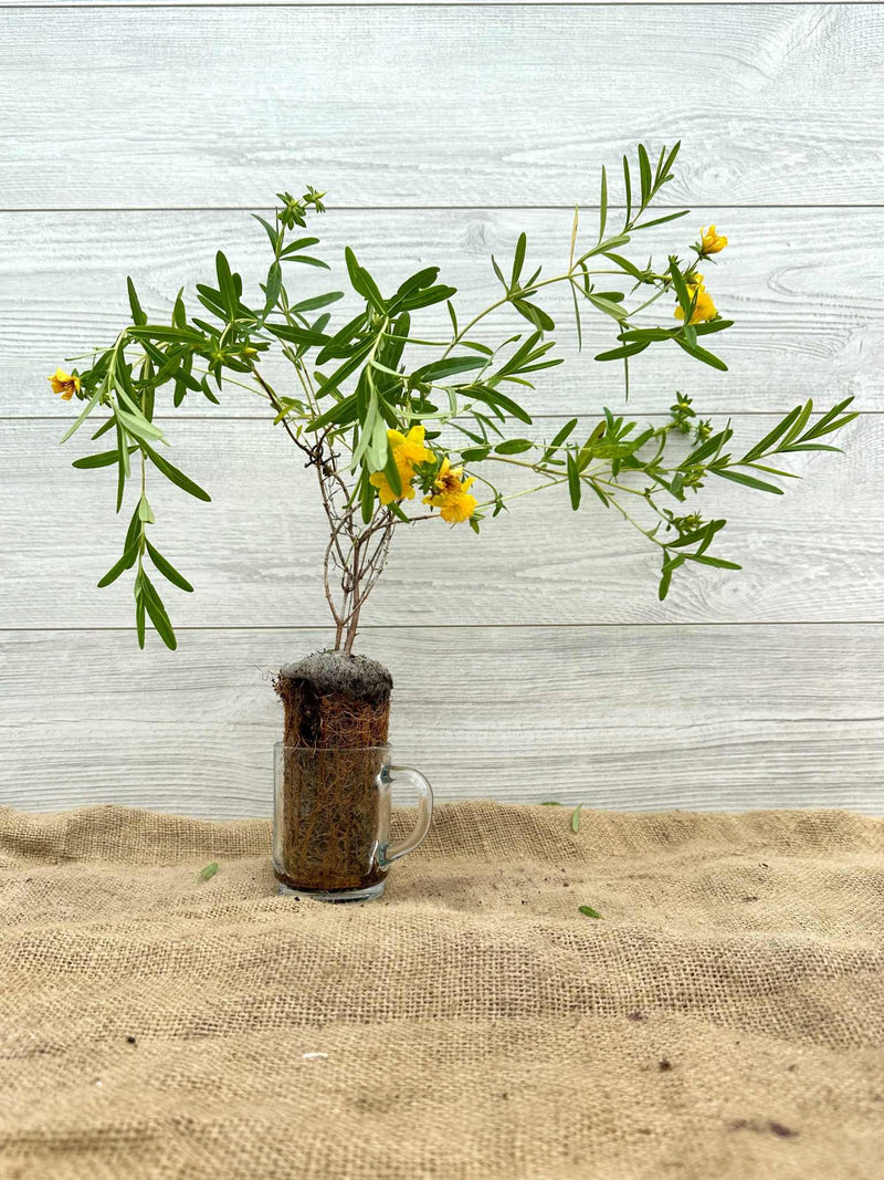 Millepertuis de Kalm ou Hypericum kalmianum