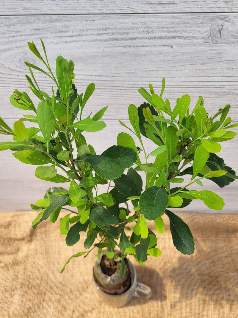 Myrique baumier ou Myrica gale feuilles