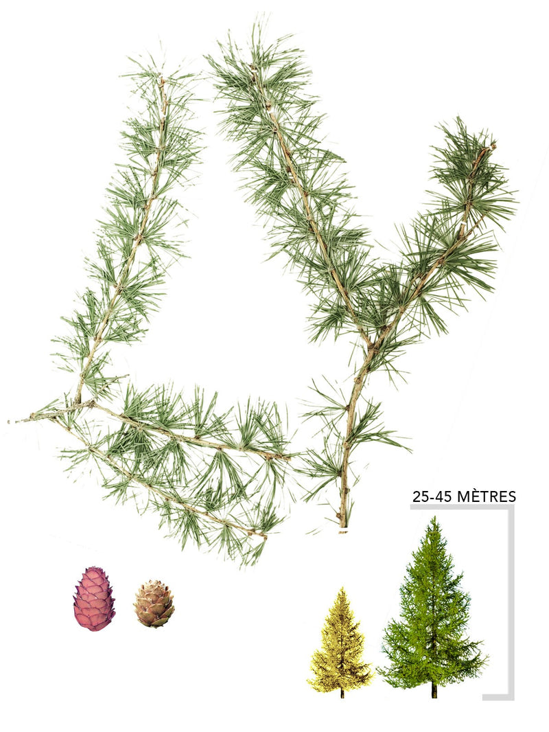 Illustration Melèze Européen