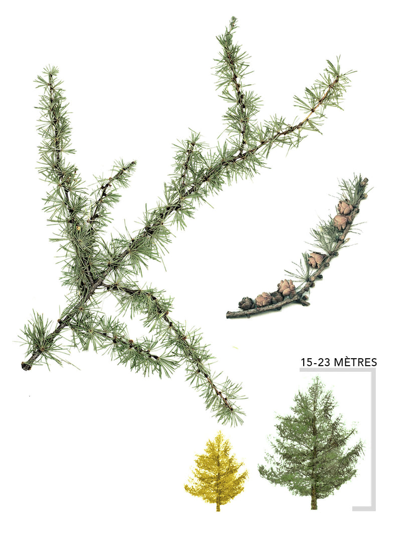 Illustration meleze laricin