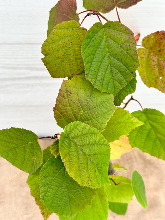 Noisetier Américain Feuillage