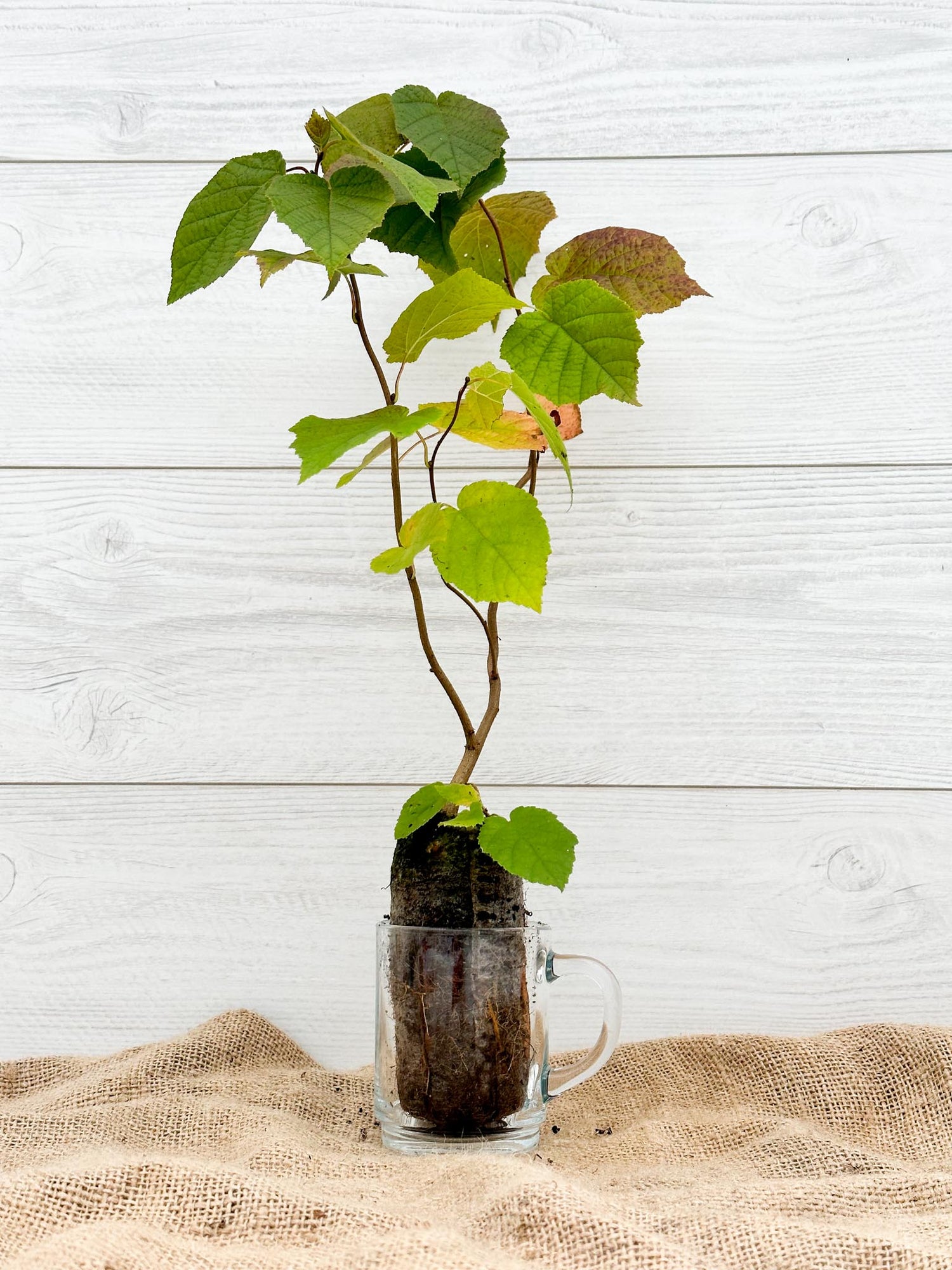 Noisetier Américain