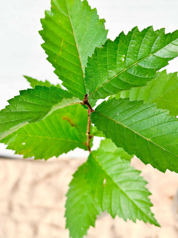 Feuilles Orme d'Amérique