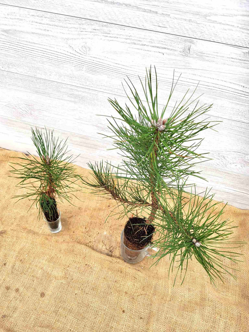 Pinus nigra austriaca