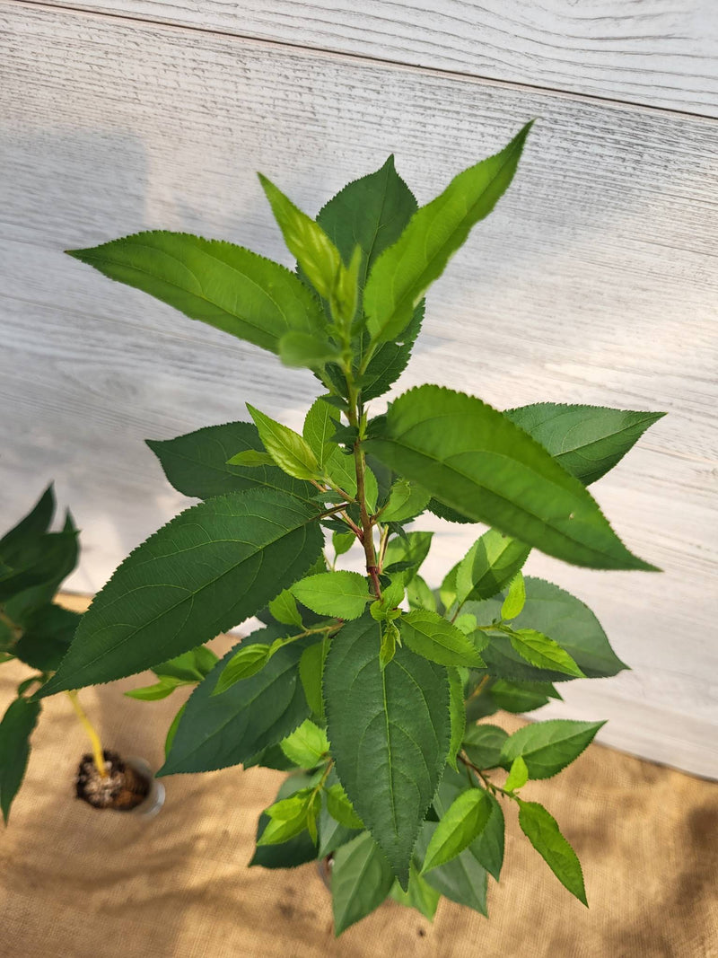 Pommetier de Sibérie ou Malus baccata feuilles