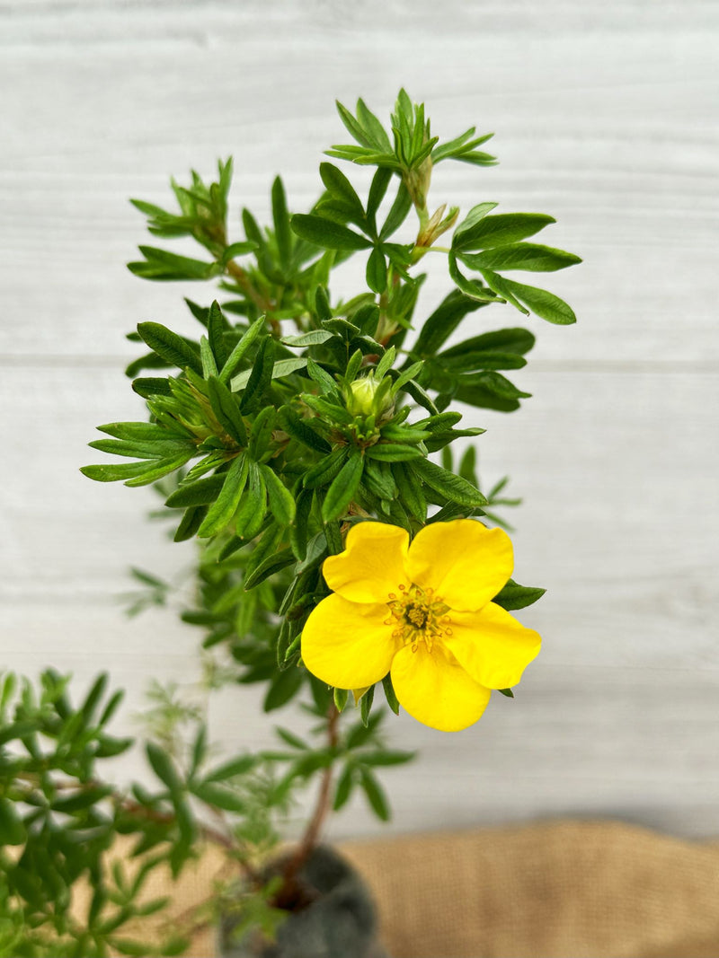 Potentille frutescente ou Potentille fruticosa feuillage fleurs