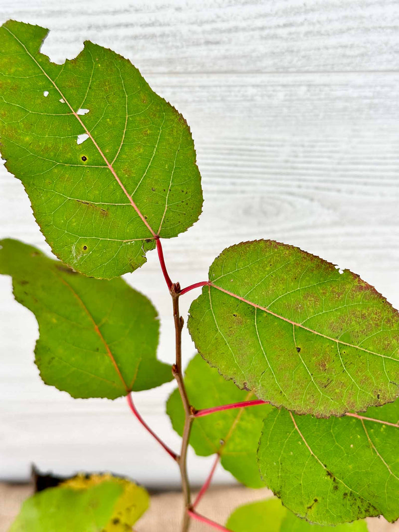 Feuilles Peuplier à grandes dents