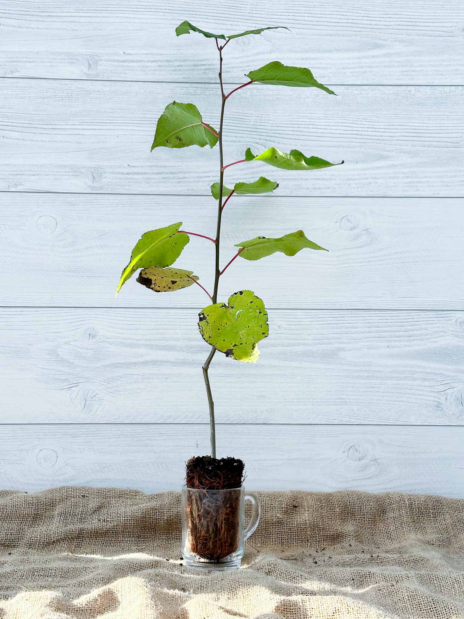 Le Peuplier à Grandes Dents une Croissance Rapide pour un Impact Visuel