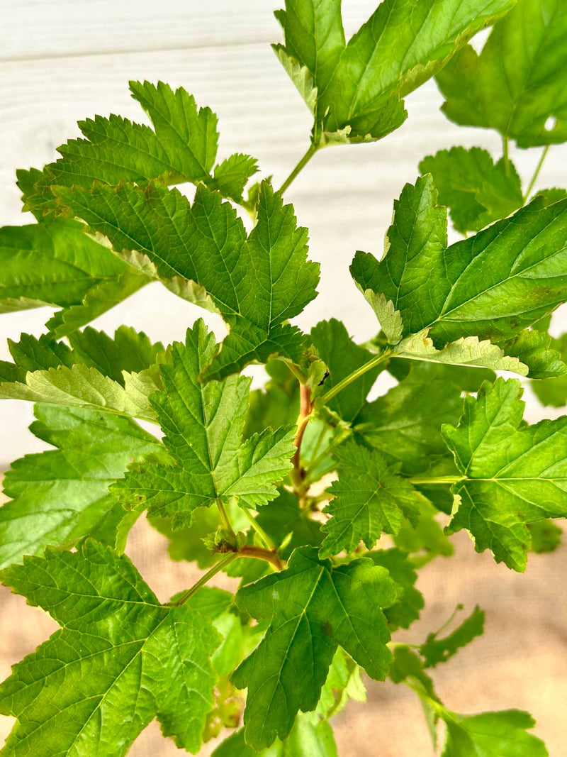 Feuillage Physocarpe à feuille d'obier