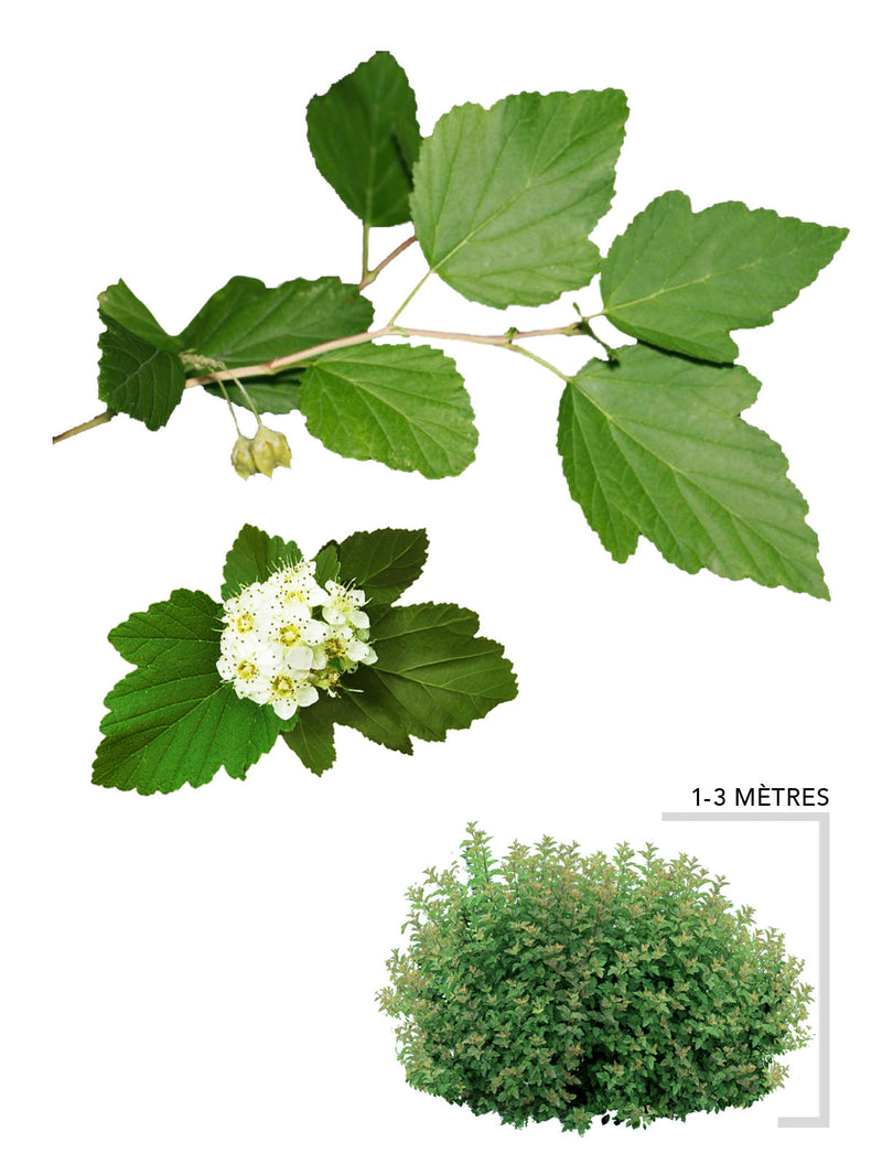 Illustration du physocarpe à feuille d'obier