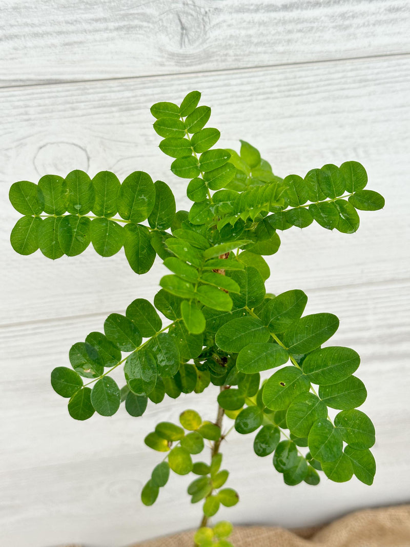 Feuilles Pois de Sibérie