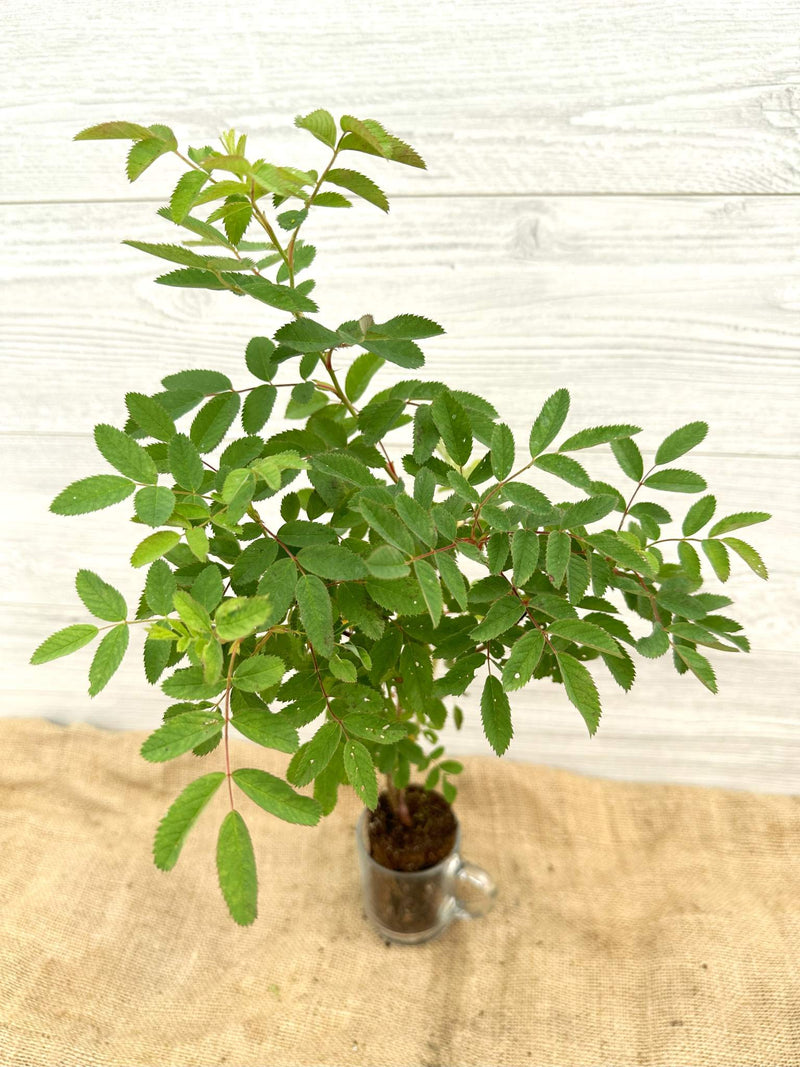 Rosier inerme ou Rosa blanda feuillles