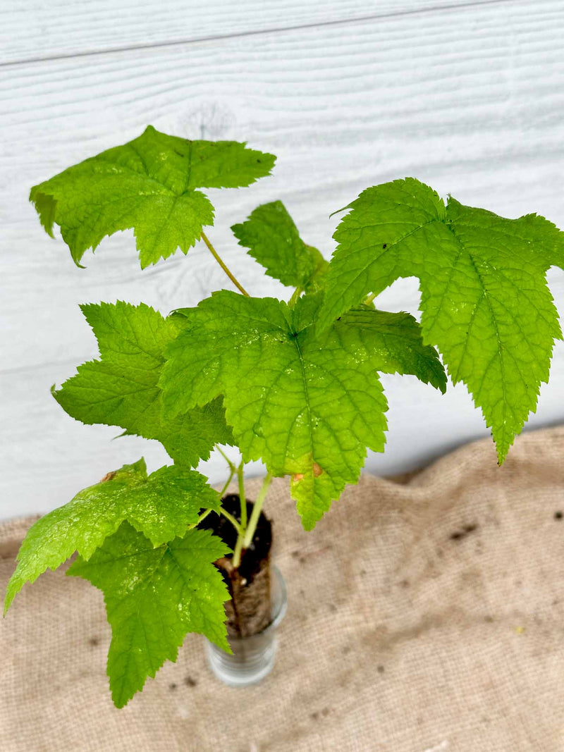 Feuilles Ronce Odorante