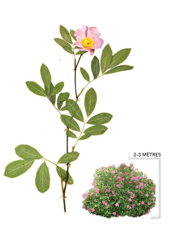 Illustration du Rosier des marais ou Rosa Palustris