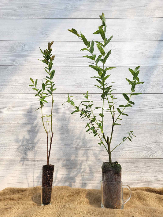 Saule macule 'Hakuro-Nishiki' ou Salix integra 'Hakuro-Nishiki'