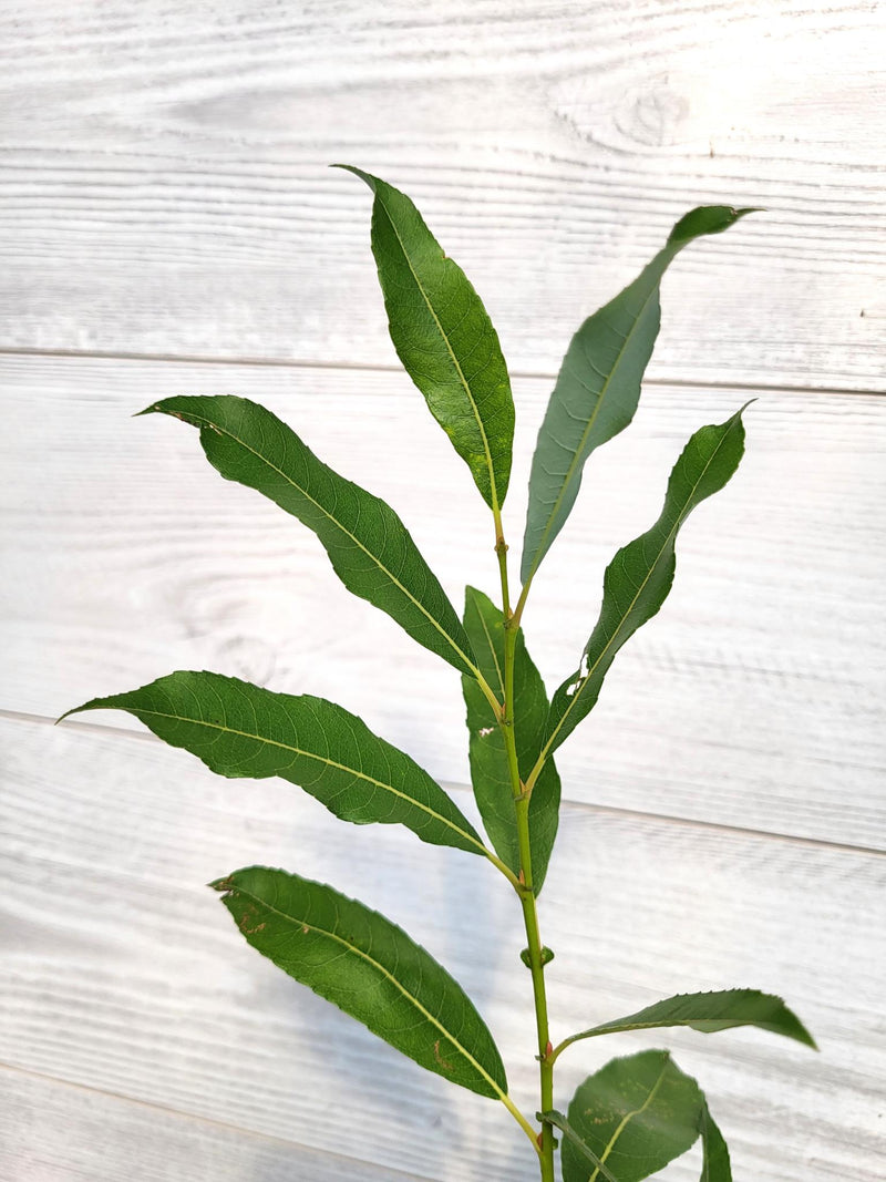 Saule de Bebb ou Salix bebbiana Feuilles