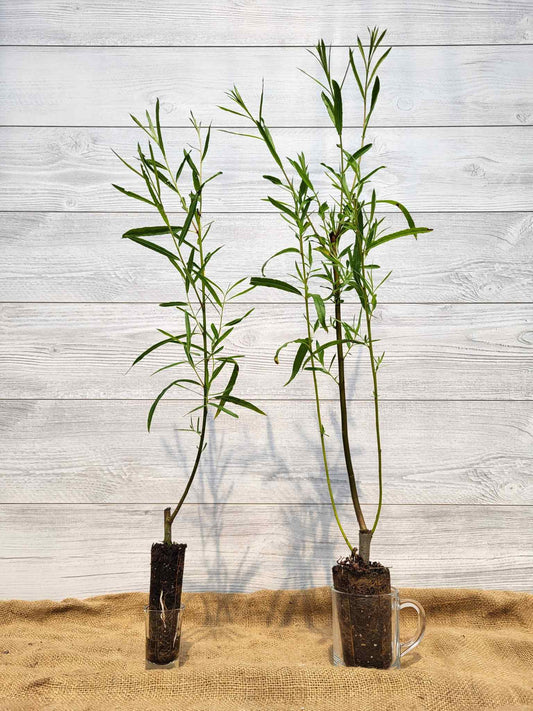 Saule de l interieur ou Salix interior