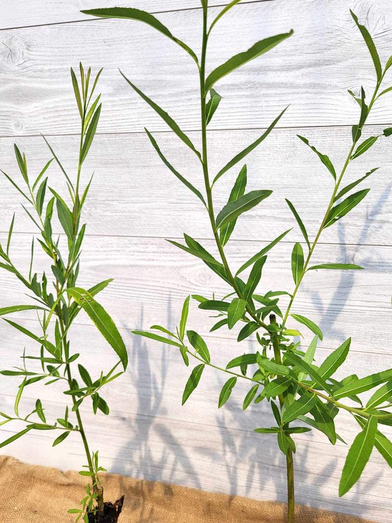 Saule Miyabeana ou Salix miyabeana Feuillage