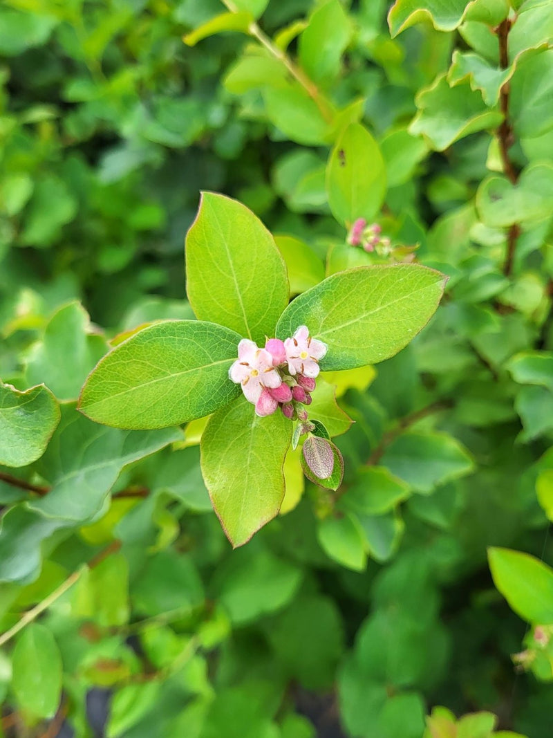 Fleurs rose du Symphoricarpus
