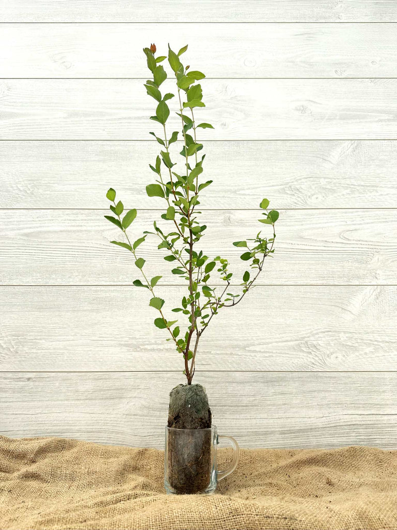 Symphorine blanche ou Symphoricarpus albus