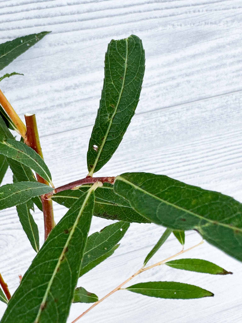 Feuilles Saule Pleureur