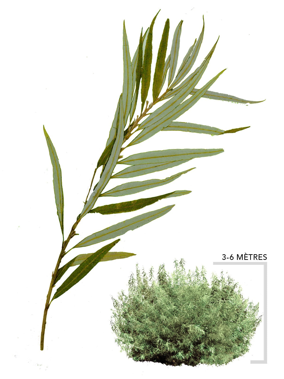 Illustration Saule à osier ou Salix Viminalis