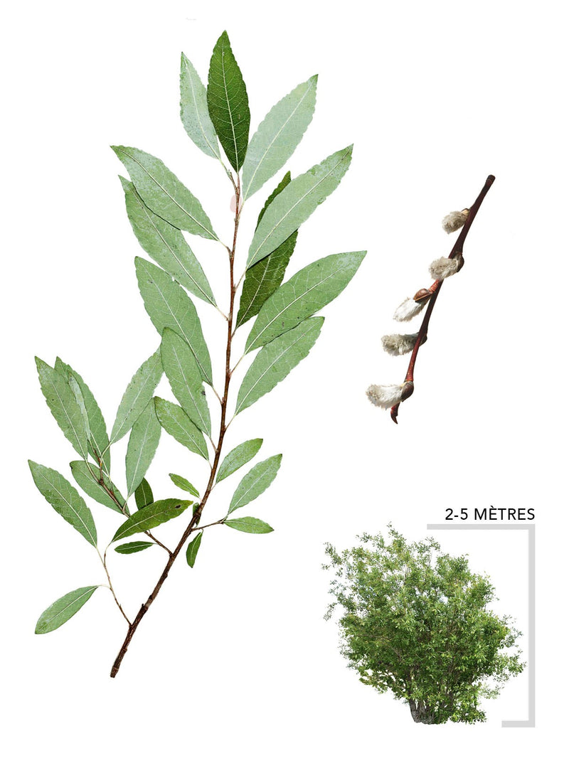 Illustration du saule discolore salix