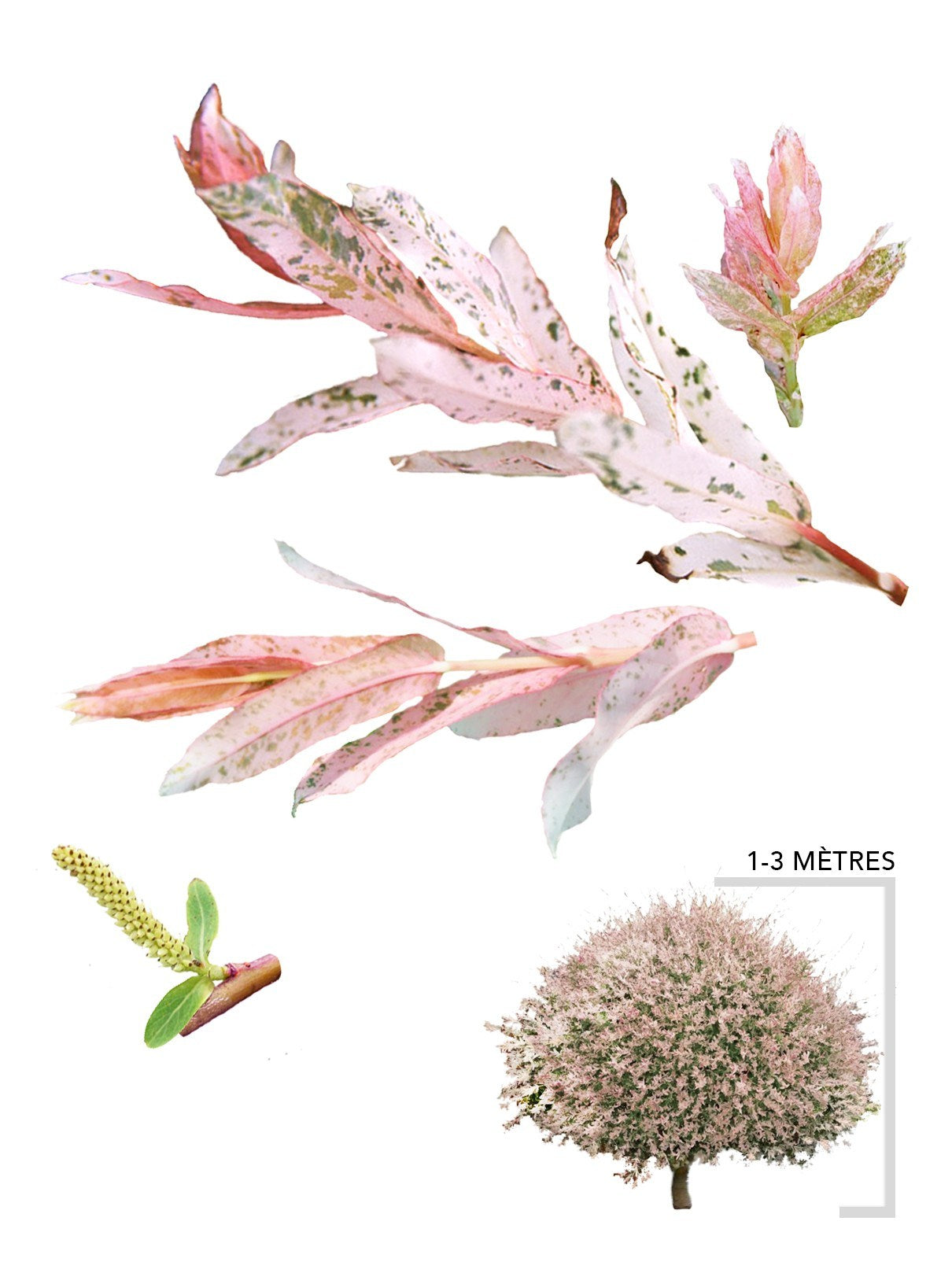 Illustration plant Saule maculé Hakuro Nishiki