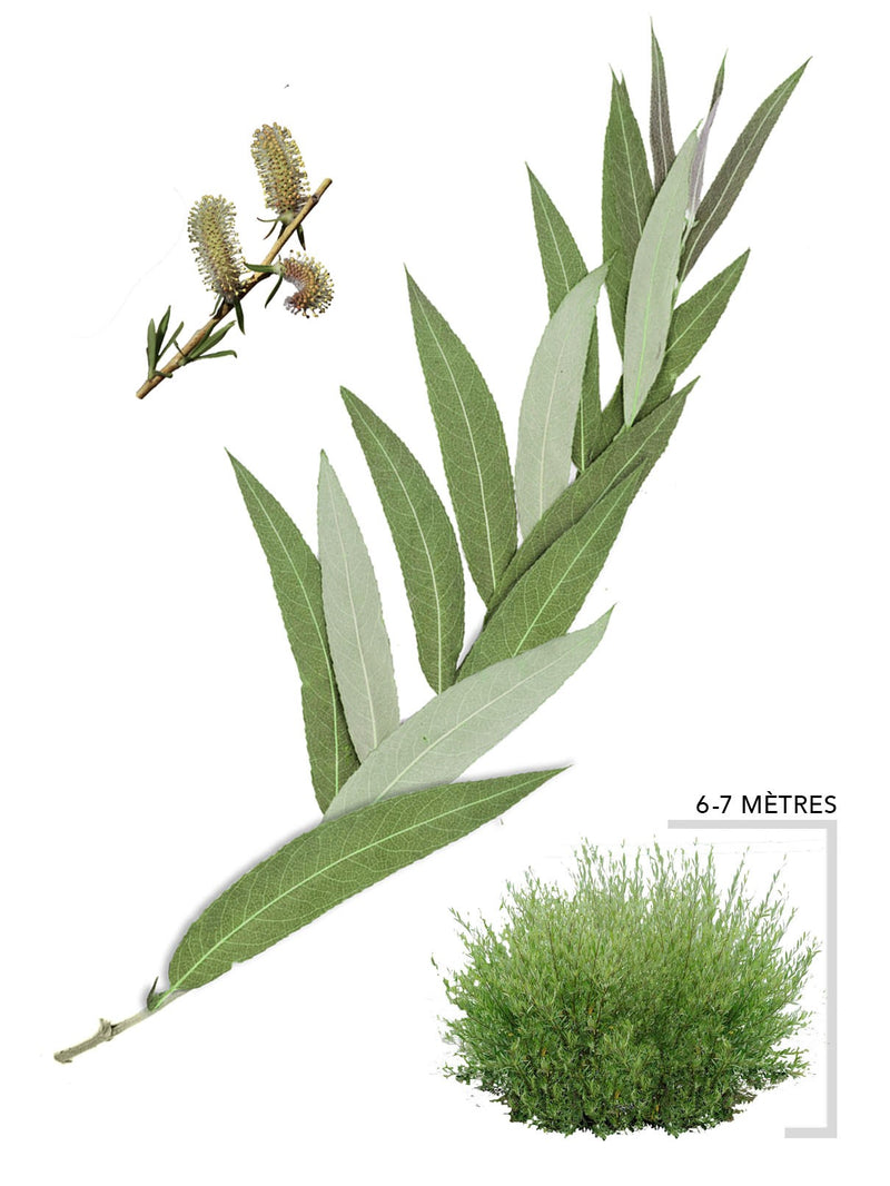 Illustration Saule Miyabeana ou Salix Miyabeana