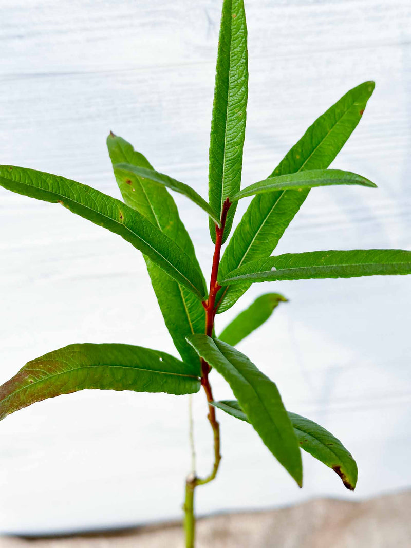 Feuilles Saule Satiné