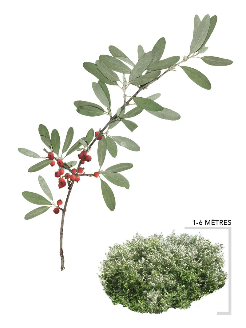 Illustration Shepherdie Argentée