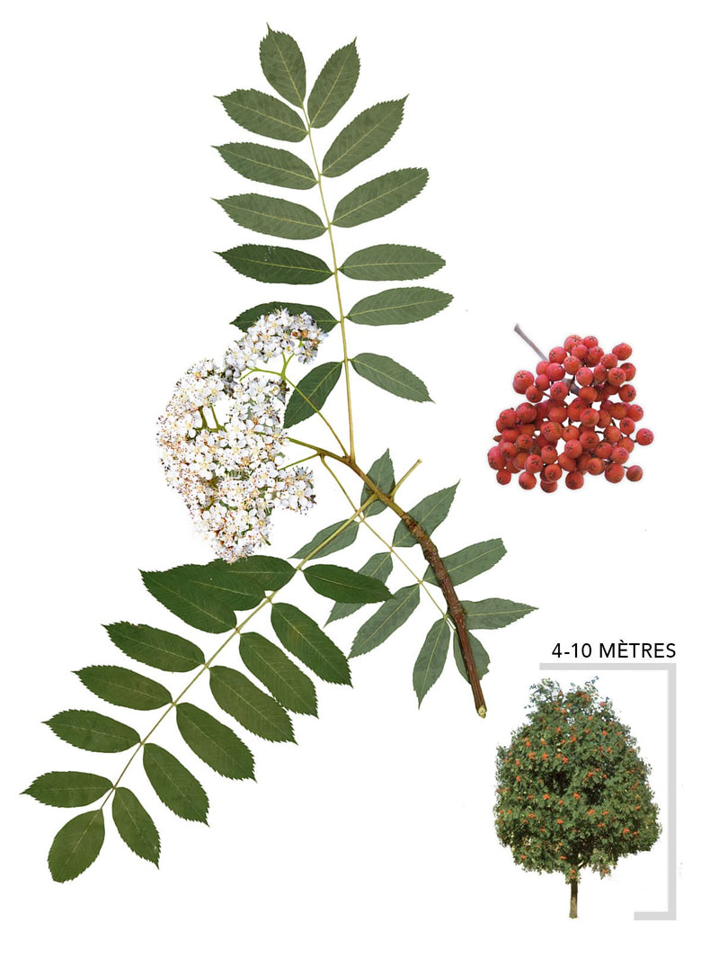 Illustration du Sorbier des montagnes