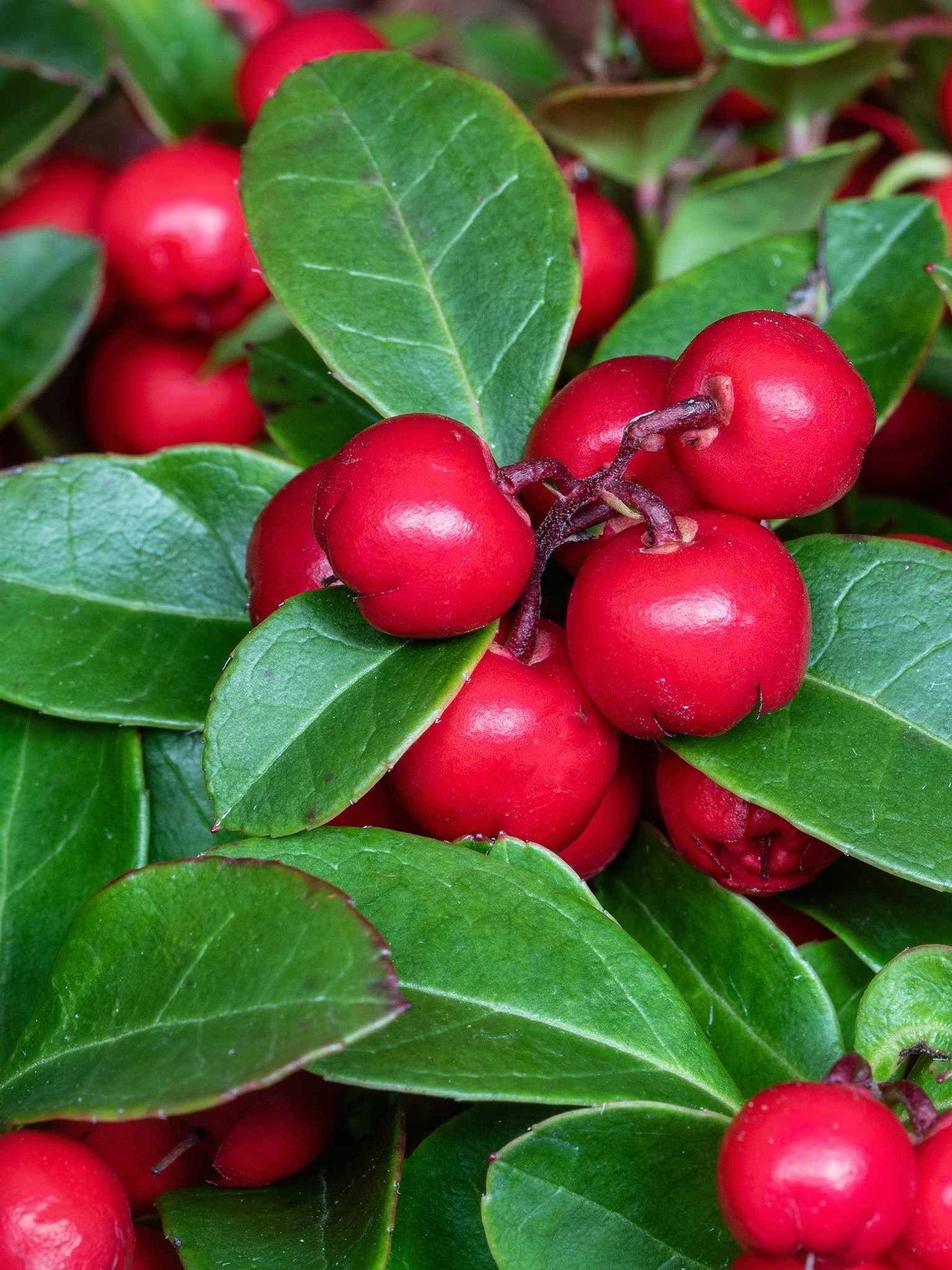 The des Bois - Fruits (Gaultheria procumbens)