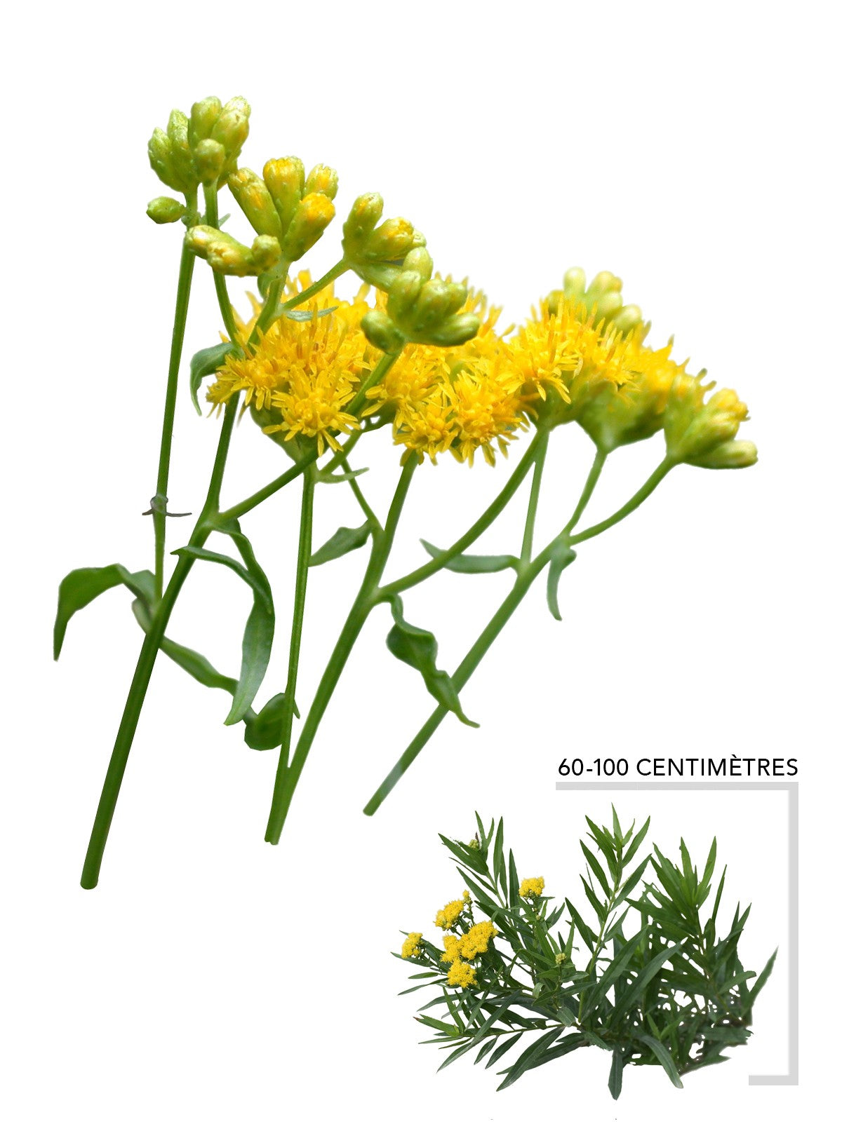 Verge d or a feuilles etroites (Euthamia_graminifolia)