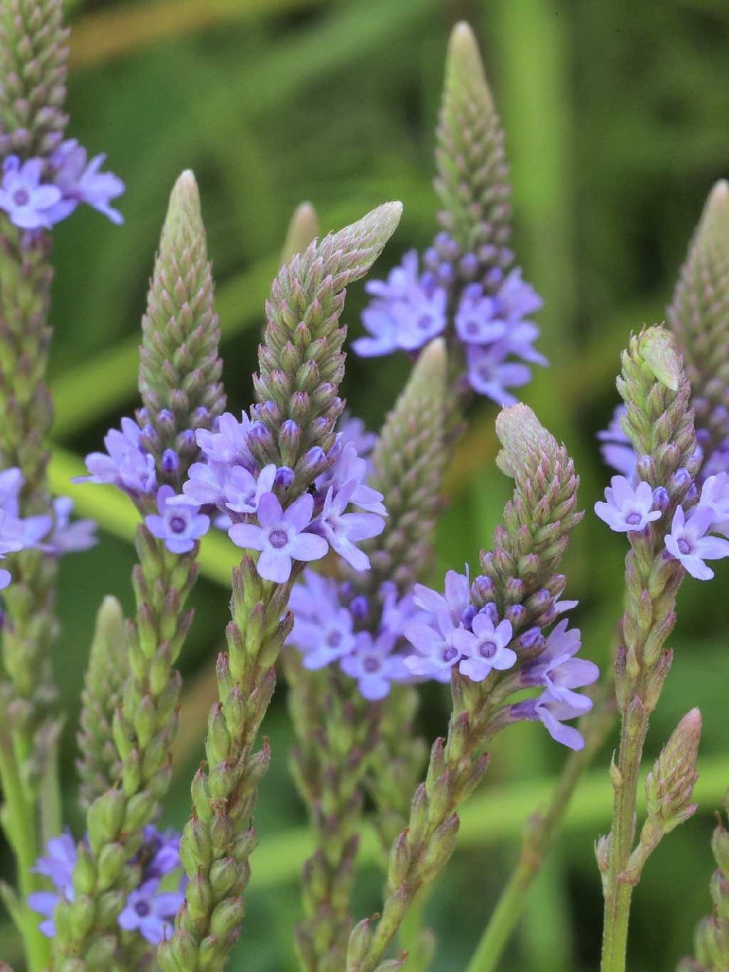 Verveine hastée - Fleurs (Verbena hastata)