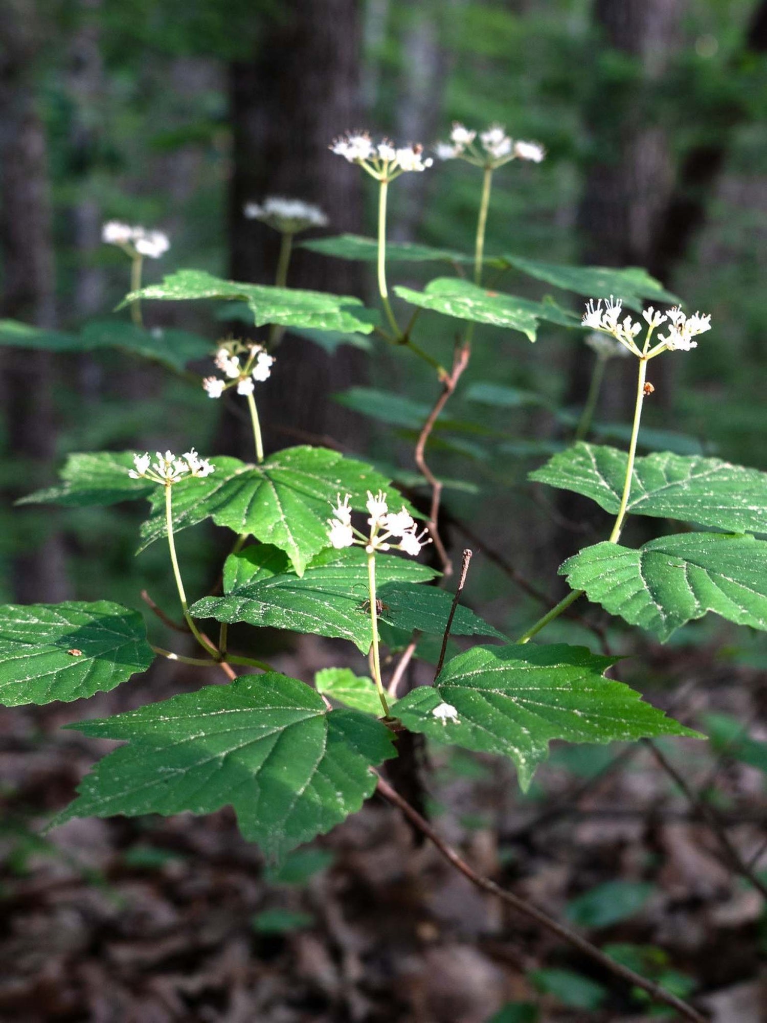 Viorne a feuilles d erable (Viburnum acerifolium)