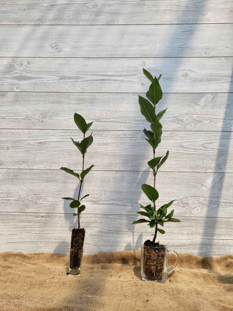 Viorne cassinoide ou Viburnum cassinoides