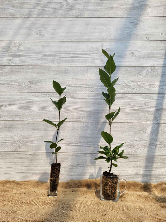 Viorne cassinoide ou Viburnum cassinoides