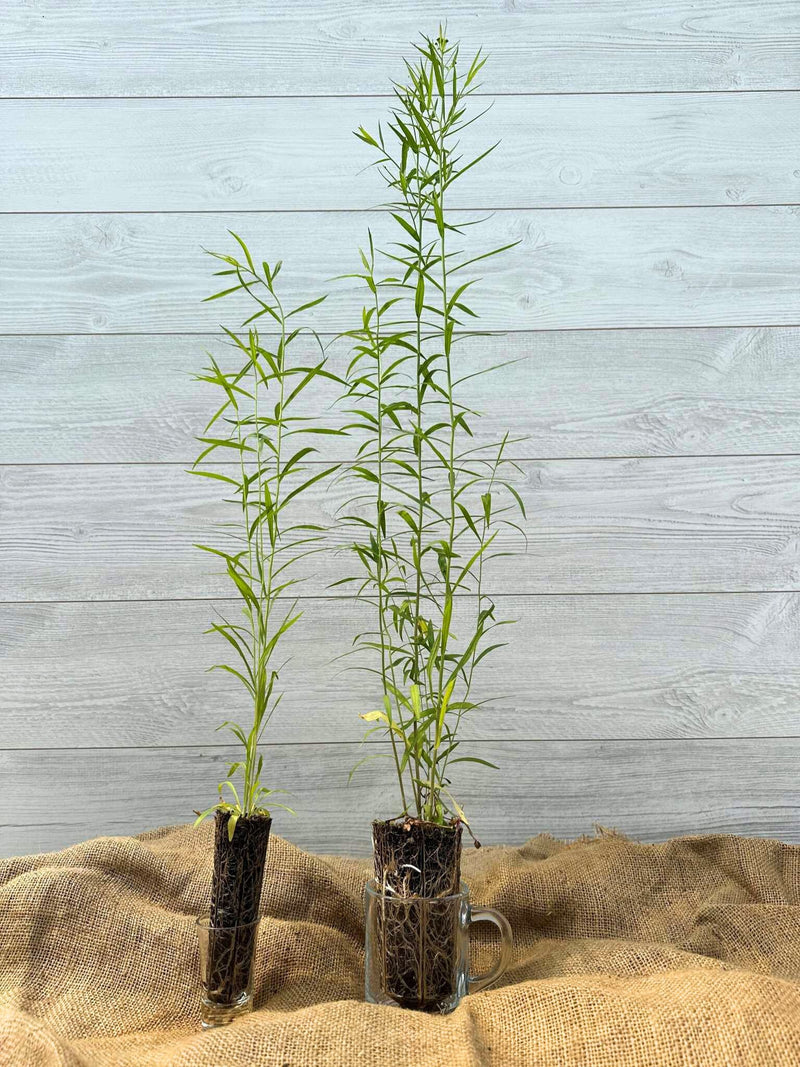 Plan de Verge d'Or à feuilles étroites