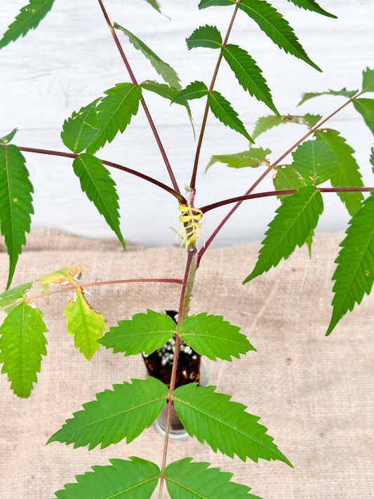 Photo du feuillage du vinaigrier rhus typhina