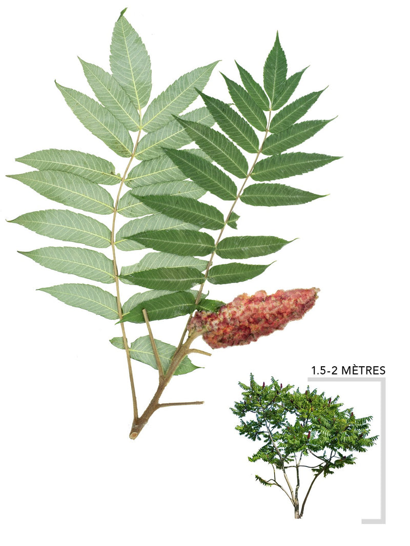 Illustration du vinaigrier rhus typhina