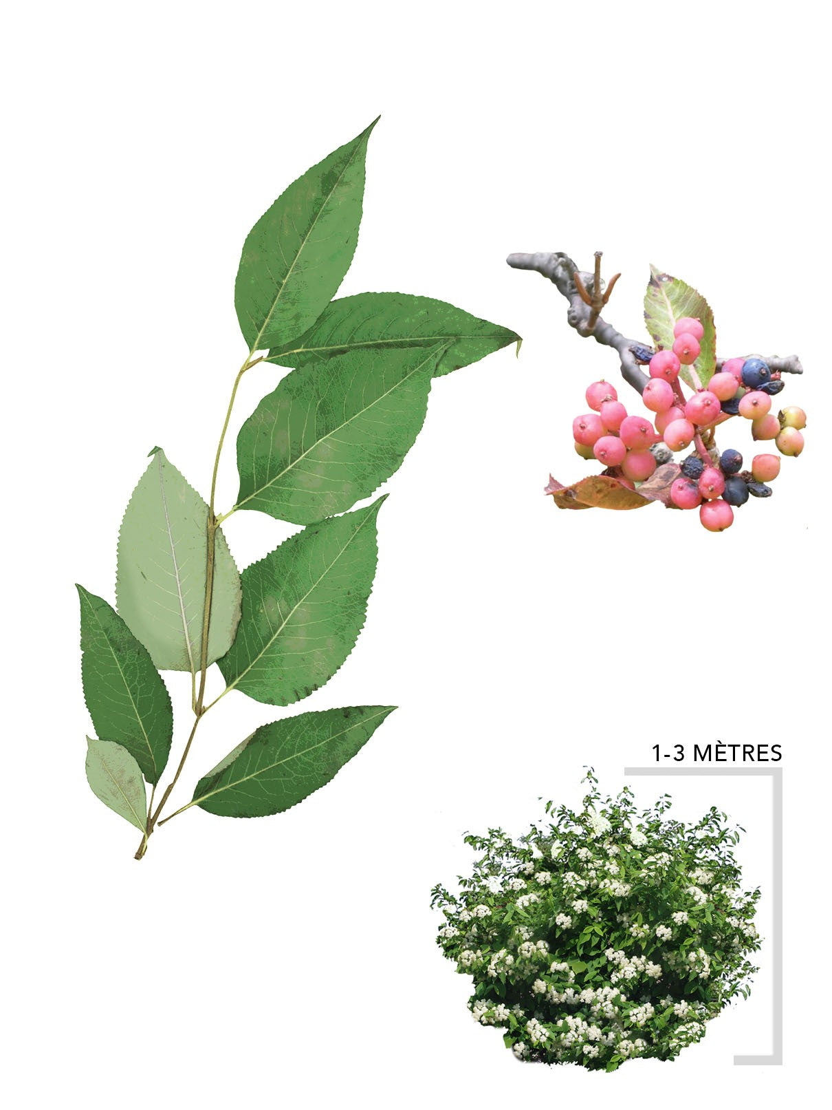 Illustration viorne cassinoide