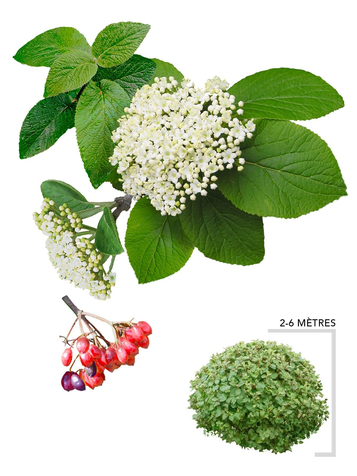 Viorne Commune Pour Un Effet Ornemental Et Naturel Arbresenligne viorne-commune-pour-un-effet-ornemental-et-naturel-arbresenligne
