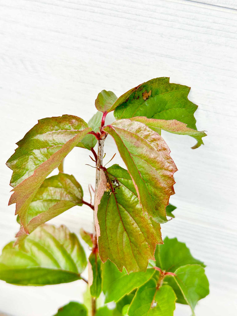 Feuilles Viorne de Rafinesque ou Viburnum rafinesquianum