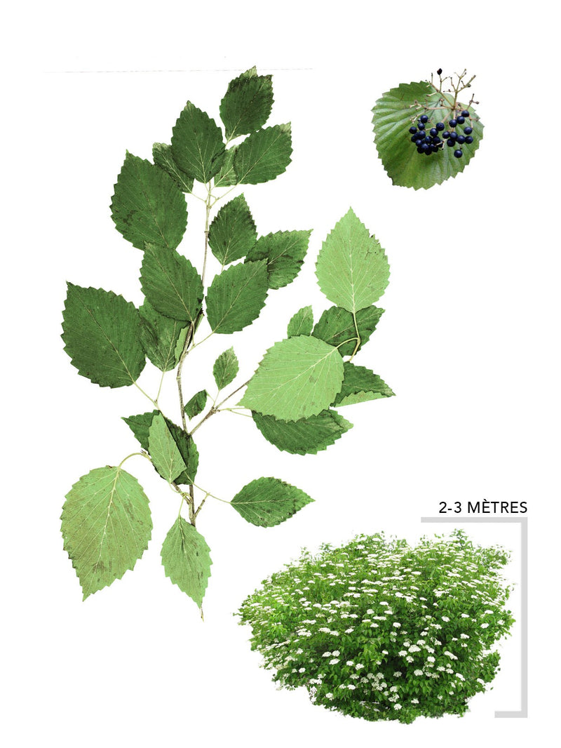 Illustration Viorne Dentee ou Viburnum Dentatum