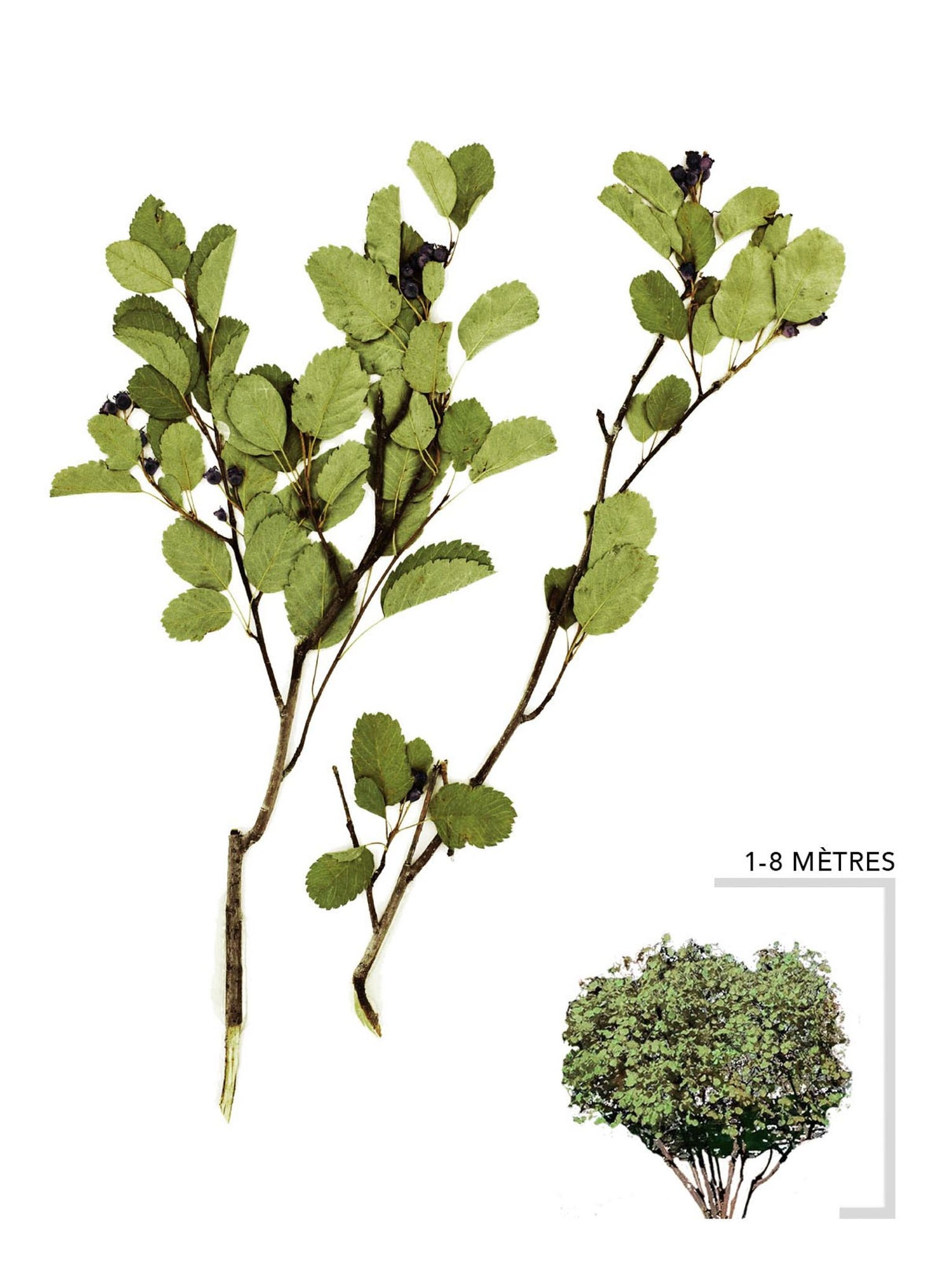 Amélanchier à feuilles d'aulne ou Amelanchier alnifolia Illustration