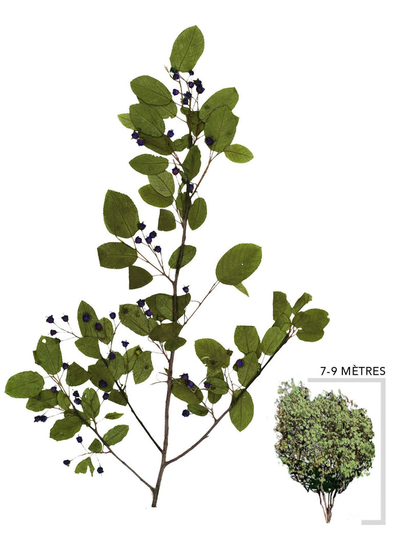 Amelanchier du Canada ou Amelanchier canandensis Illustration