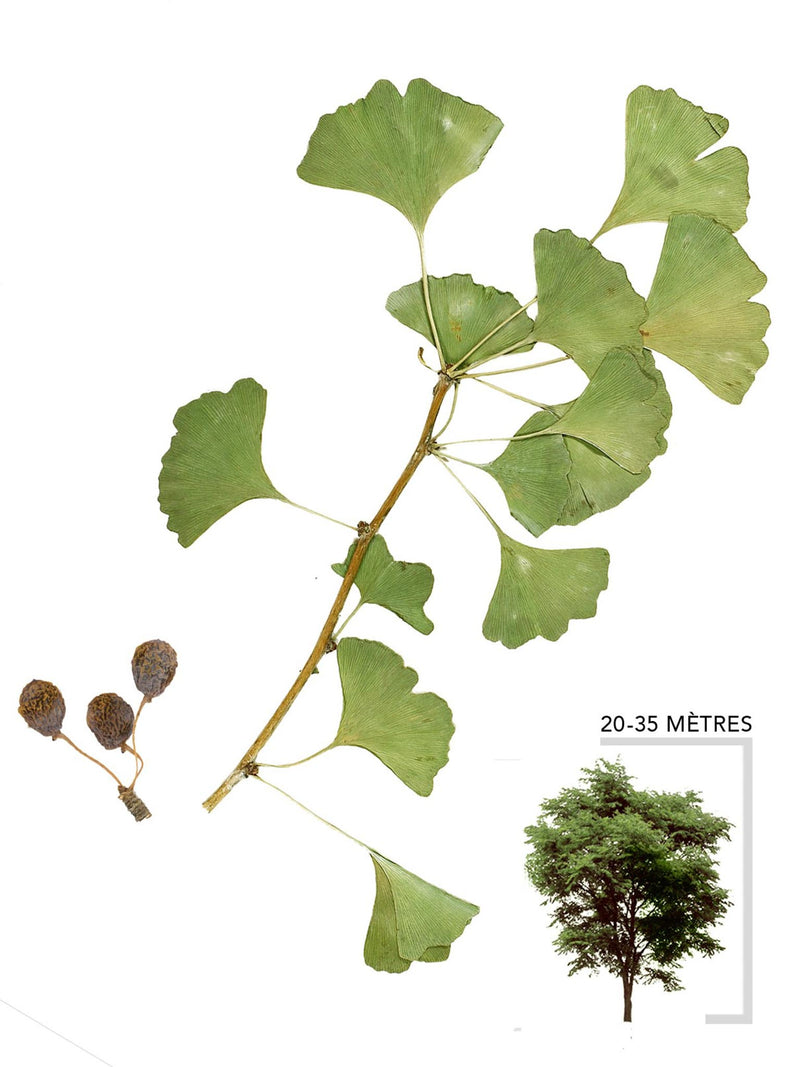 Illustration Ginkgo Biloba