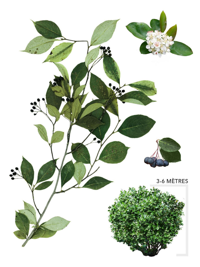 Aronie noire ou Aronia melanocarpa Illustration