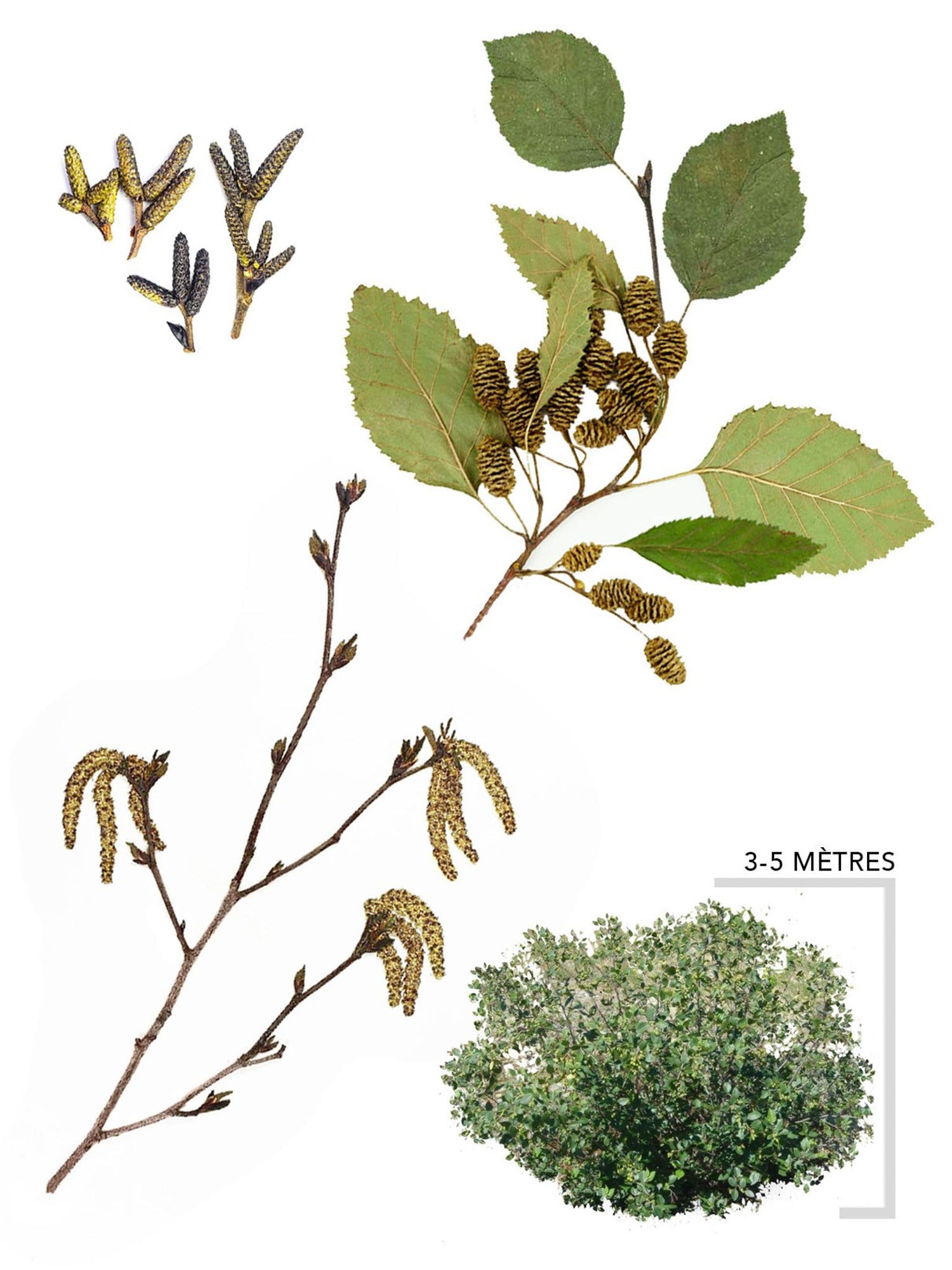 Aulne crispe ou Alnus crispea illustration